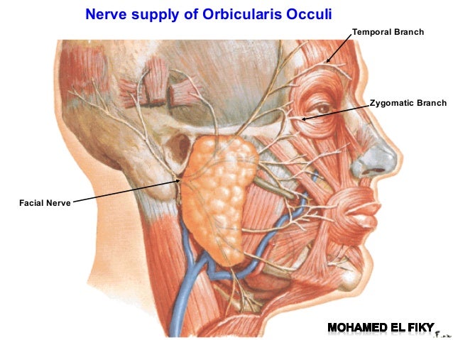 zygomatic branch facial Journal of asian american study